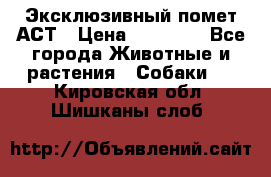 Эксклюзивный помет АСТ › Цена ­ 30 000 - Все города Животные и растения » Собаки   . Кировская обл.,Шишканы слоб.